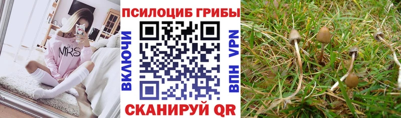 Псилоцибиновые грибы MAGIC MUSHROOMS  Кадников 